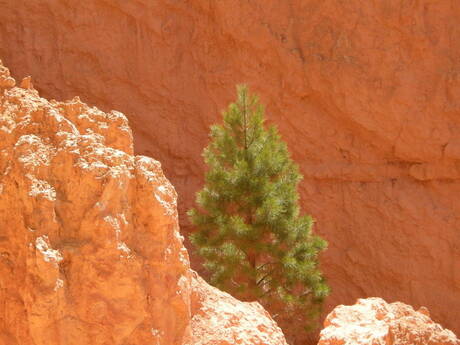 Bryce canyon