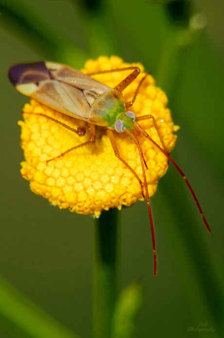 Pantilius tunicatus