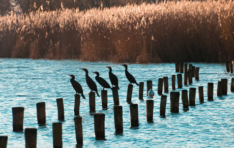 aalscholver kwintet