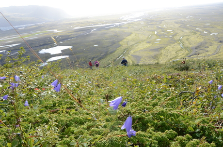 bloemen op de berg