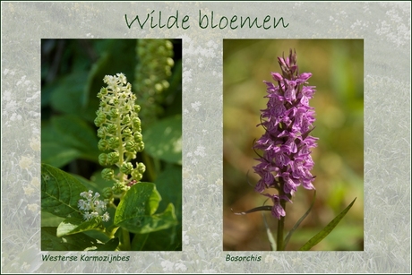 Wilde Bloemen 20