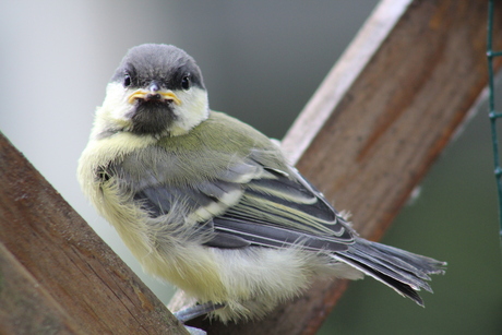 Kijkt naar het vogeltje?