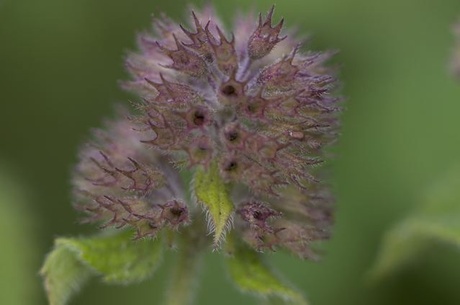 Herfst in Voornes Duin