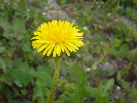 paardenbloem