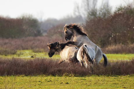 Konikpaarden.