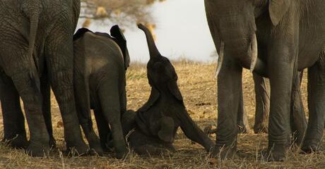 baby olifantje