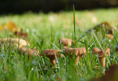 Paddestoelen in de morgen