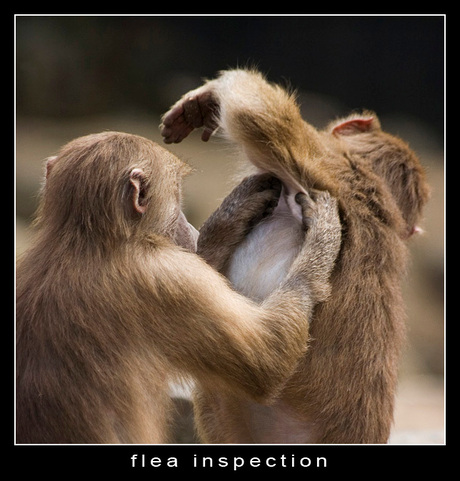 Flea inspection