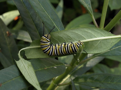 rups monarchvlinder