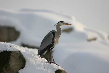 Reiger in de sneeuw