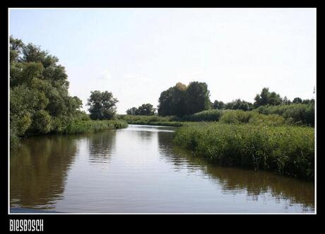 Biesbosch