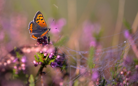 vlinder op de heide ochtends vroeg