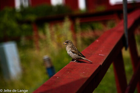 Vogel op een reling