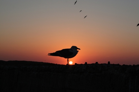 Essaouira sunset