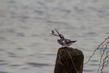 Kingfisher's breakfast