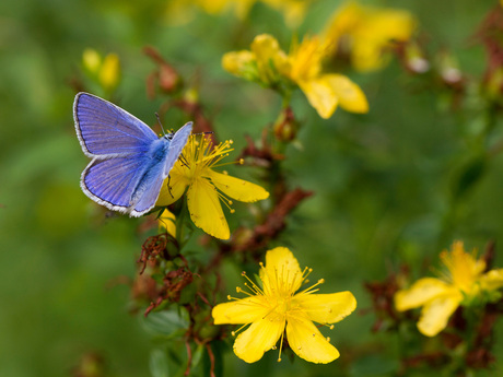 Veel Geel beetje Blauw