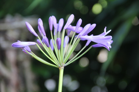 Agapanthus