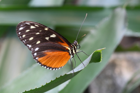 Vlinder op blad