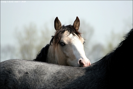 Valk hengst met blauwe ogen