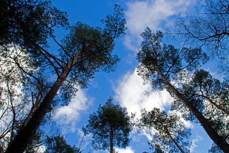 Into the blue sky