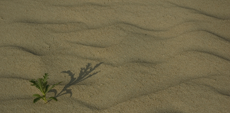 Golven in het zand.