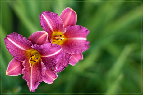 Bloemen in een bloembak