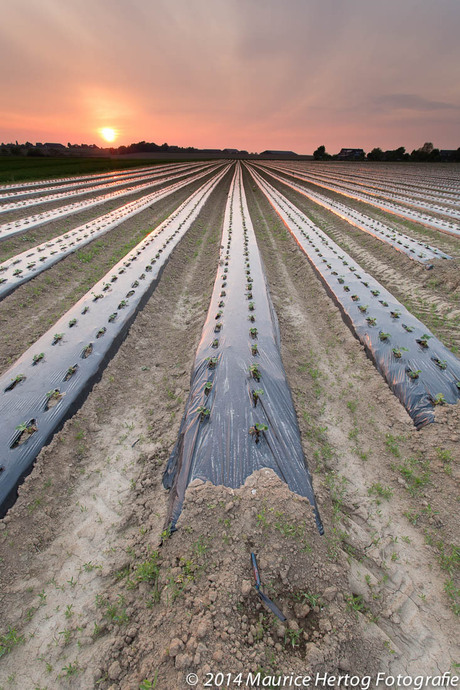 Strawberry fields forever