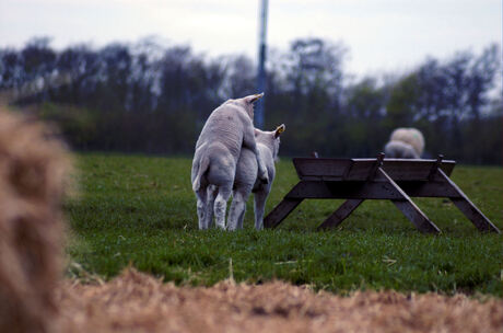 is het gras daar groener