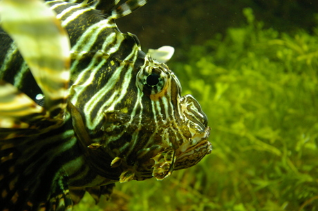 Duivel van het koraal