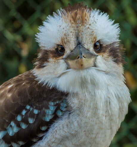 Kookaburra