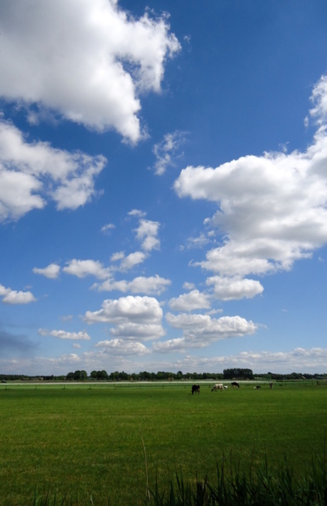 Hollandse polder