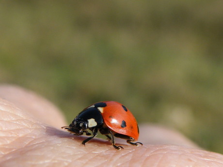 liefheersbeestje