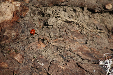 Little red