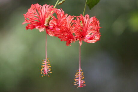 Hibiscus