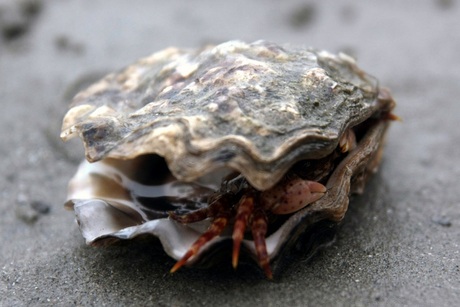 Krabbetje in een oester