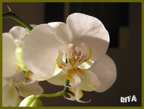 Orchidee