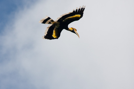 Great hornbill Thailand