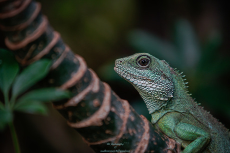 groene leguaan (Iguana iguana)-2