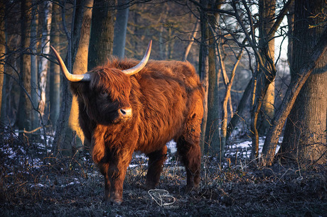 Schotse Hooglander in het ochtendlicht