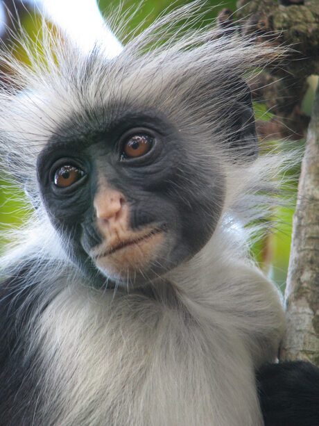 Red colobus Zanzibar