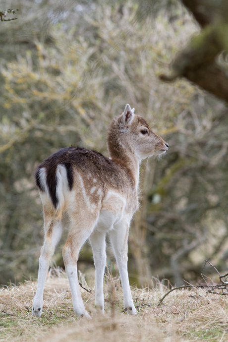 bambi