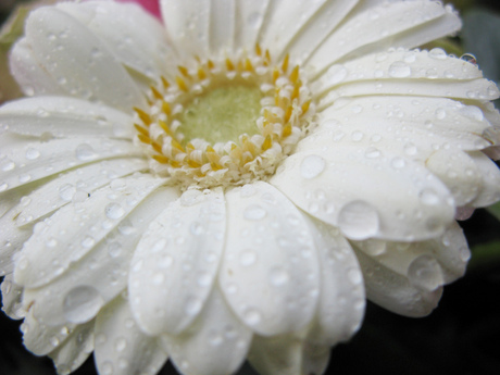 Gerbera