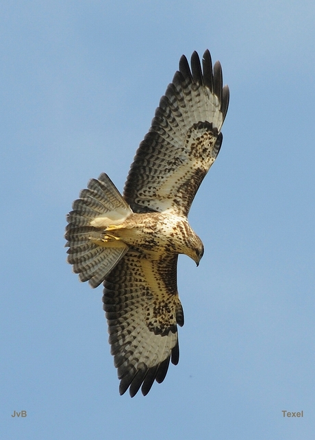 Buizerd