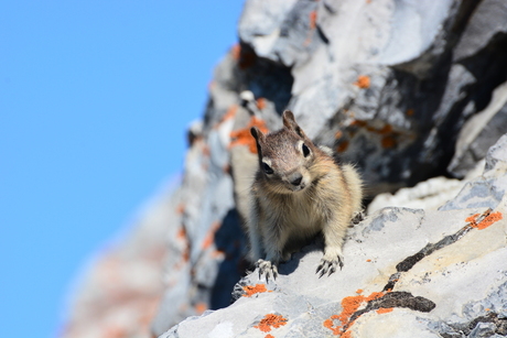 Curious squirrel Canada