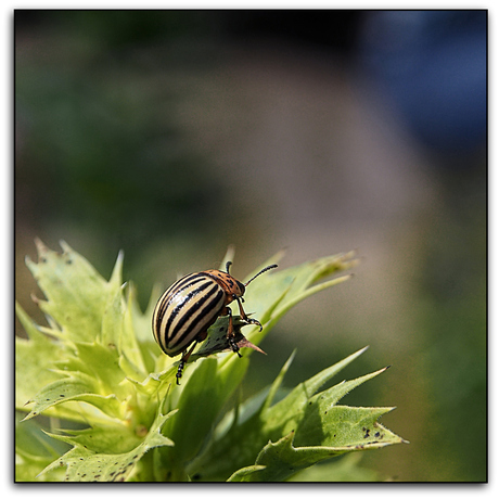 2015-08-08 Coloradokever Ede