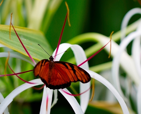 Vlindertuin Artis