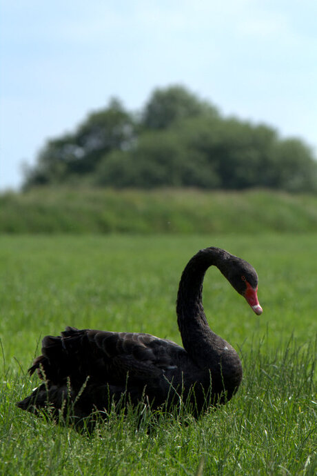 zwarte zwaan