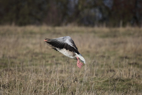 Grauwe gans (Anser anser)