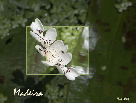 Bloemen Madeira