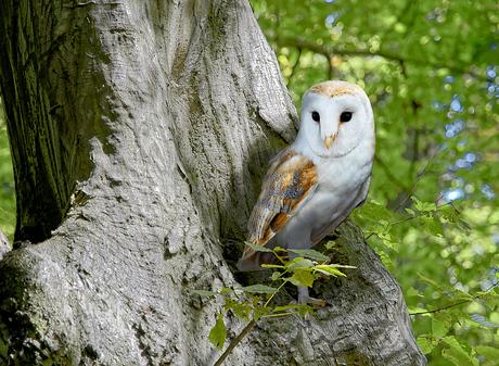 HALLO MENEER DE UIL.jpg